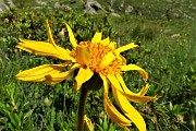 Anello Monti Tartano e Azzaredo, passando dal Bivacco Zamboni e dal Rifugio Balicco, il 17 luglio 2019- FOTOGALLERY